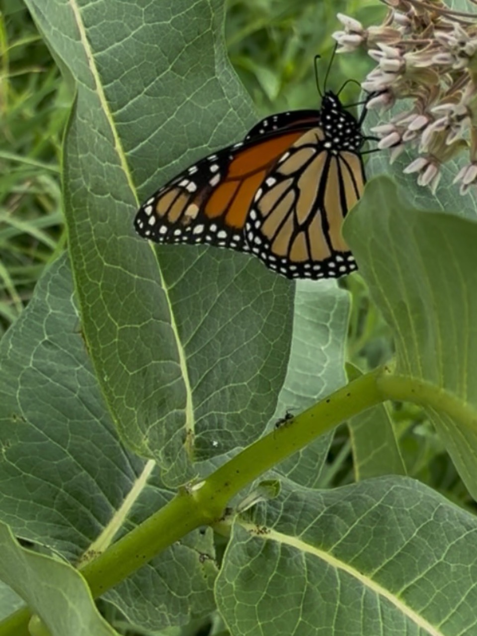 A monarch butterfly on milkweed