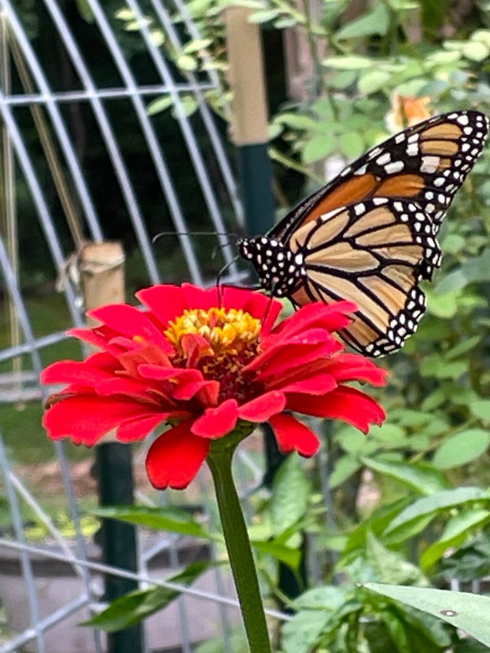 A monarch butterfly on a red flower