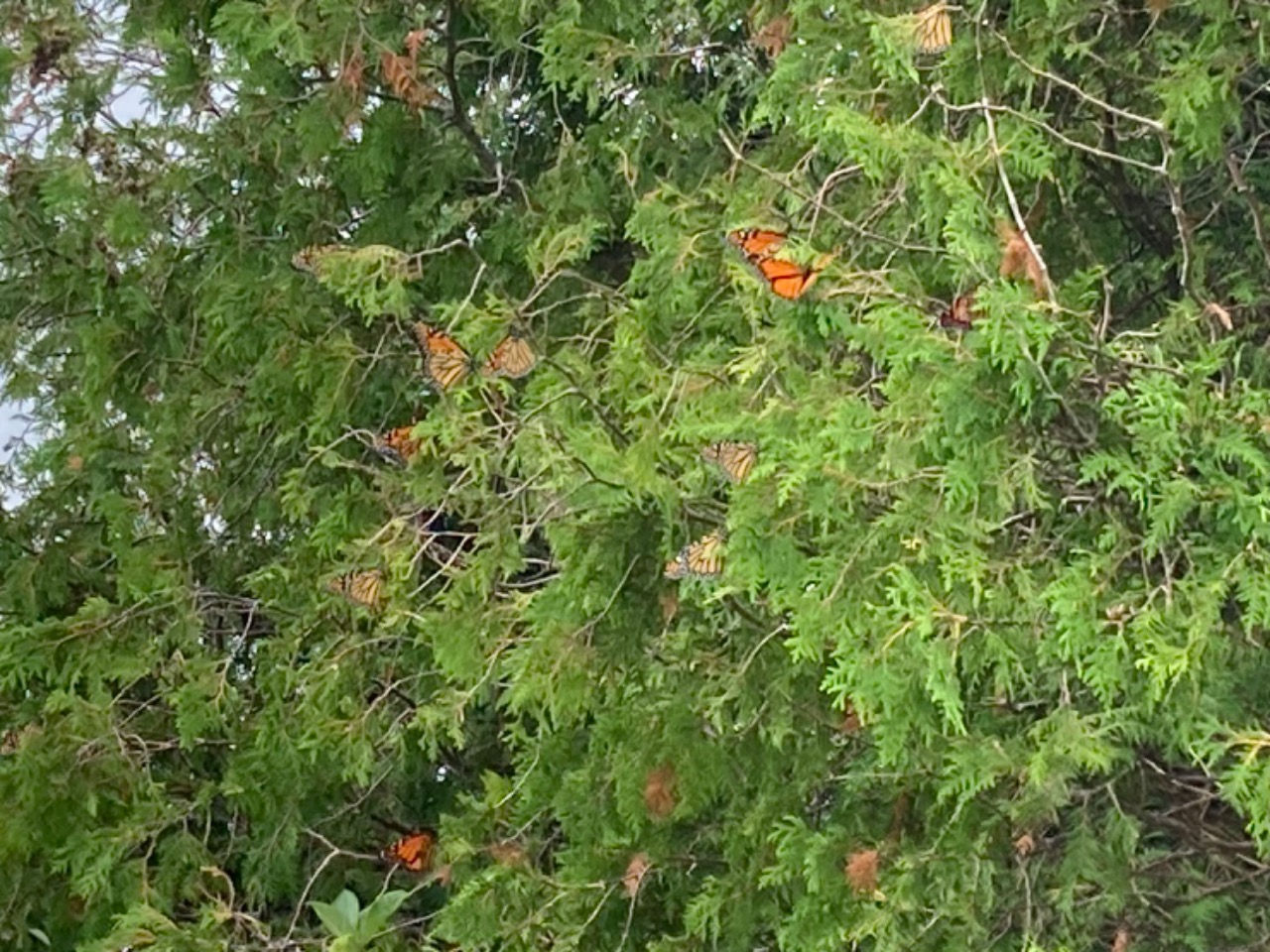 A group of monarchs spaced out in a tree