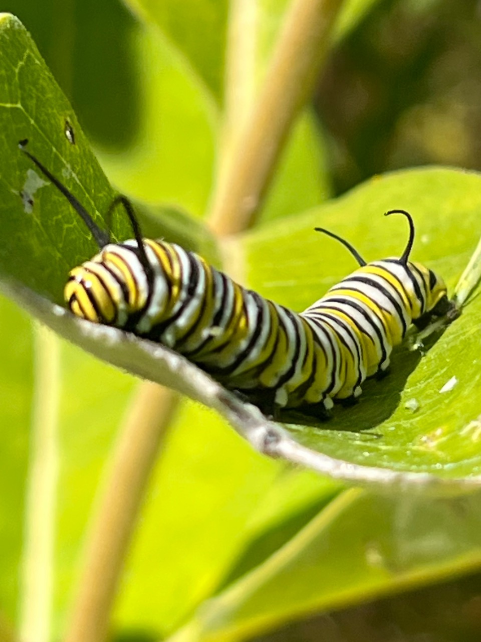 A monarch caterpillar on a milkweed leaf