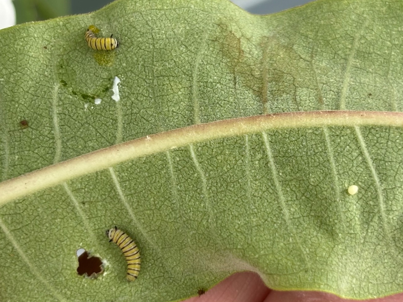 Two monarch caterpillars and an egg