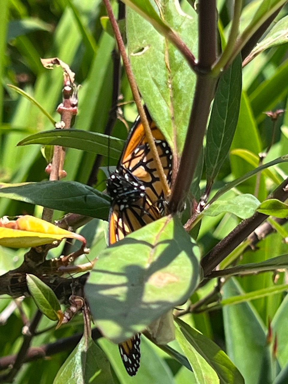 A monarch surrounded by leaves