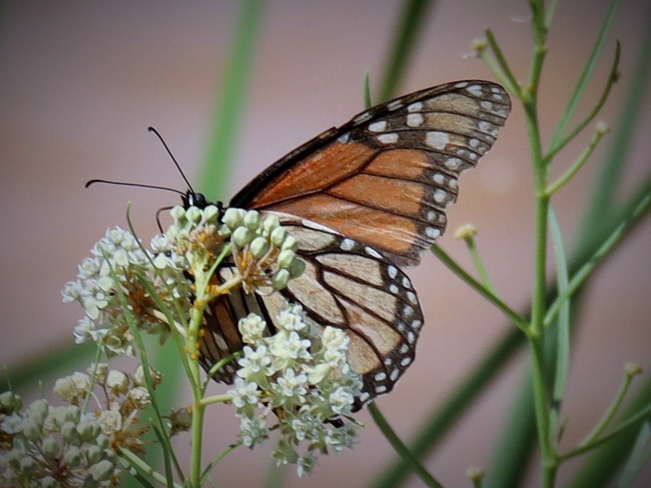 A monarch butterfly on white milkweed flowers