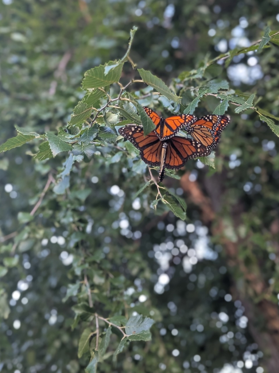 Four monarchs clustered on a tree branch