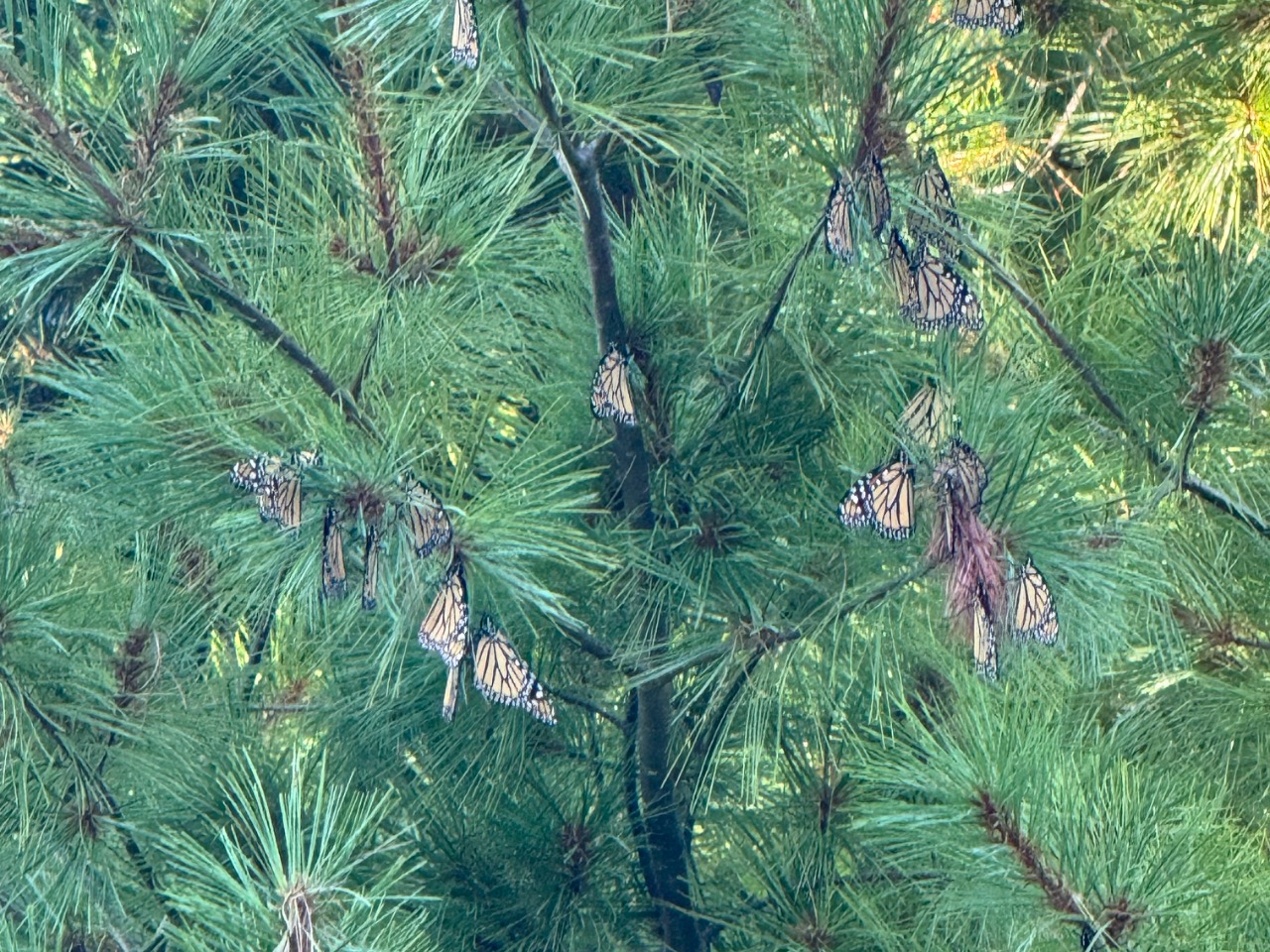 Monarchs on an evergreen tree