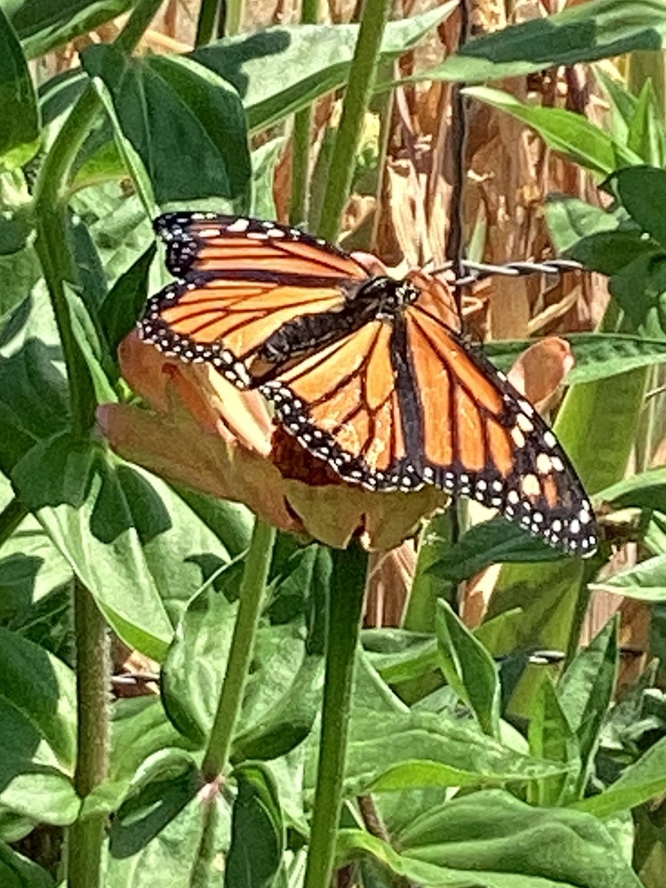 A monarch on a flower
