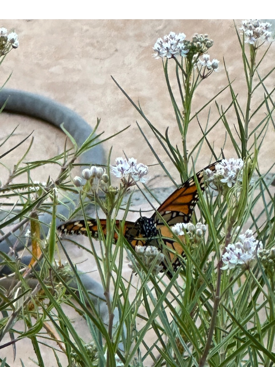 A monarch butterfly on Gregg's mistflower