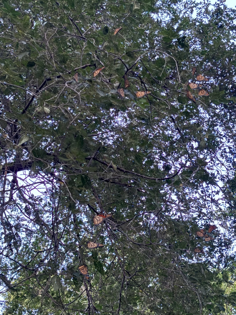 Monarchs roosting in a tree