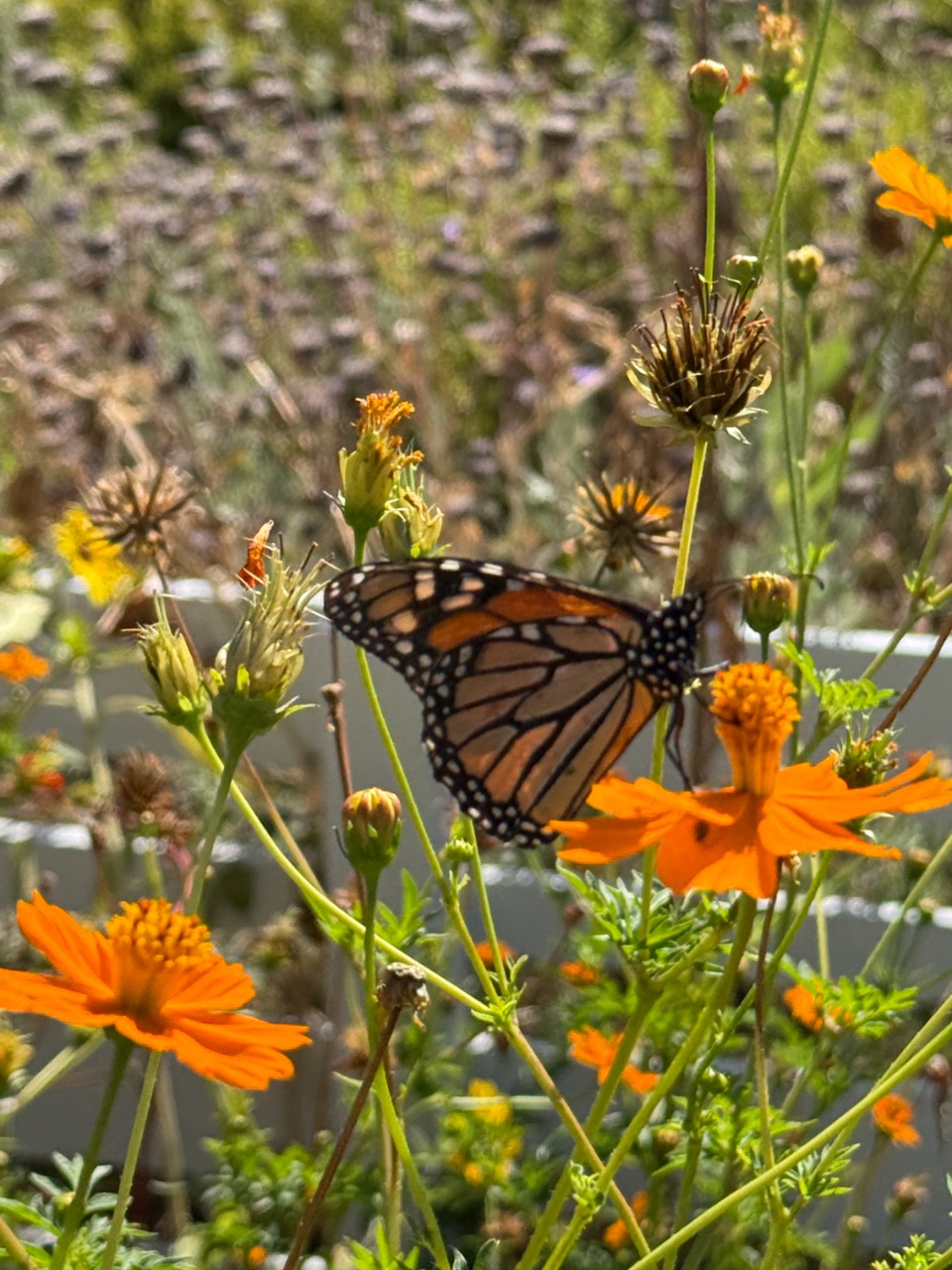 A monarch butterfly on an orange flower