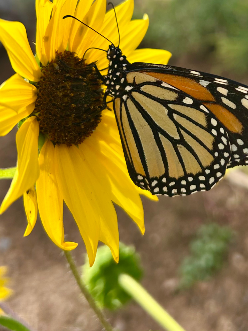 A monarch butterfly on a yellow flower