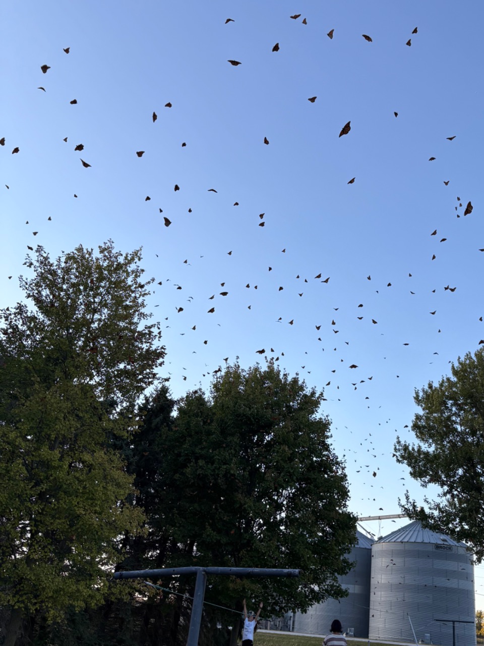 Monarch butterflies against an almost dark, still blue sky