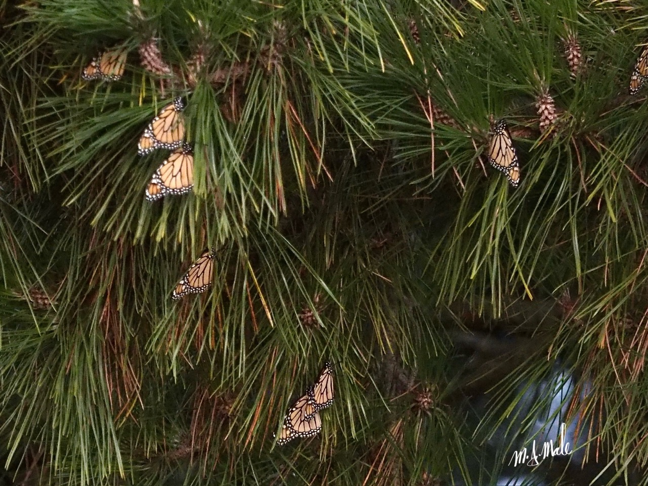 Monarchs in an evergreen tree