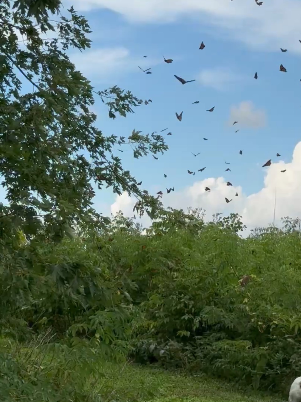 Monarch butterflies against a blue sky with clouds