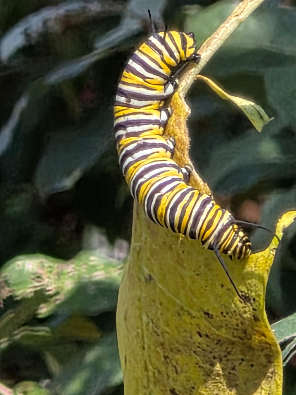 A monarch caterpillar eating a yellow milkweed leaf