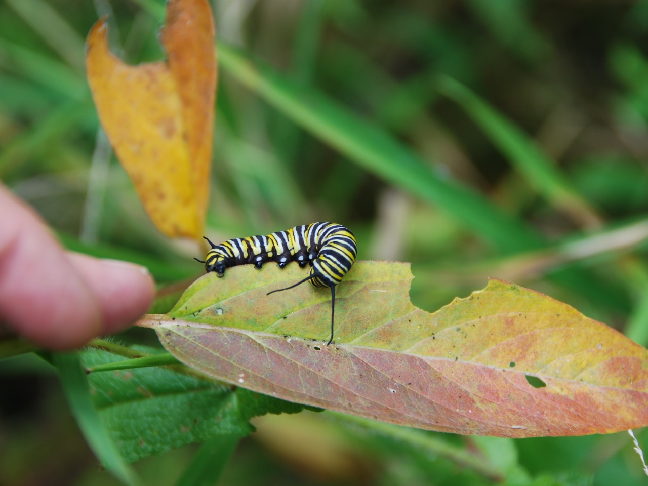 A monarch caterpillar on a red/yellow leaf