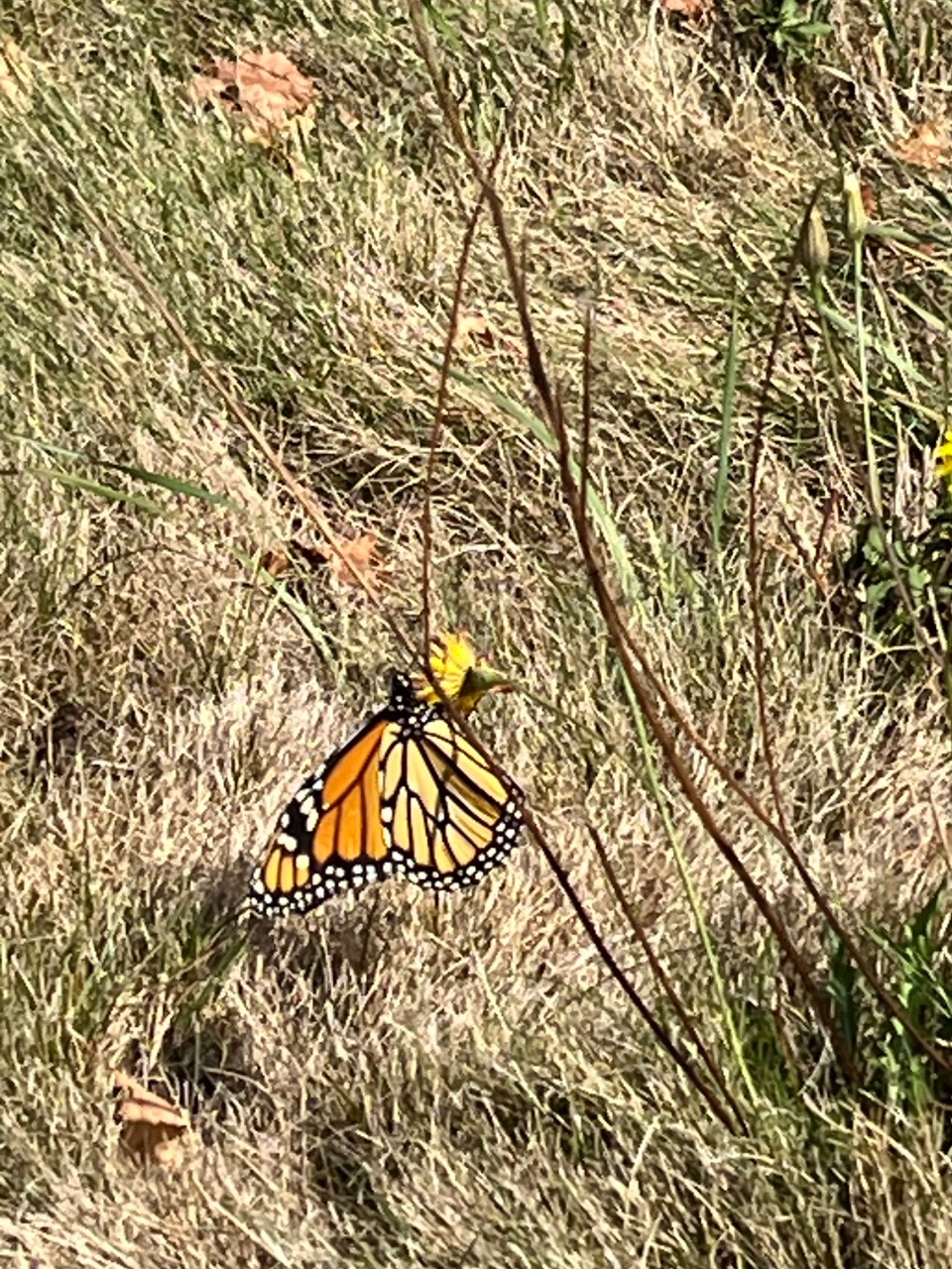 A monarch butterfly on a dandelion