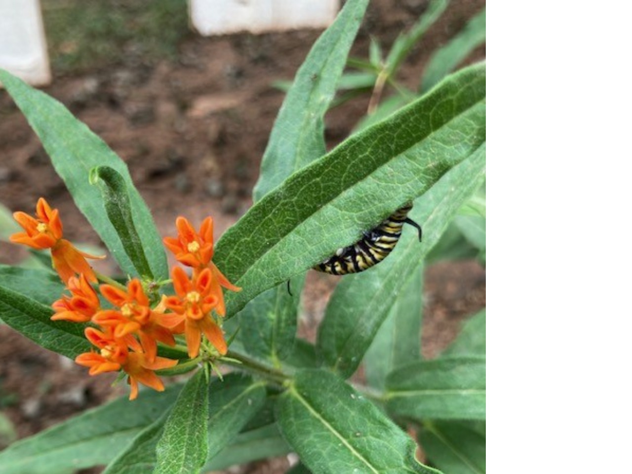 A monarch caterpillar on orange butterfly weed