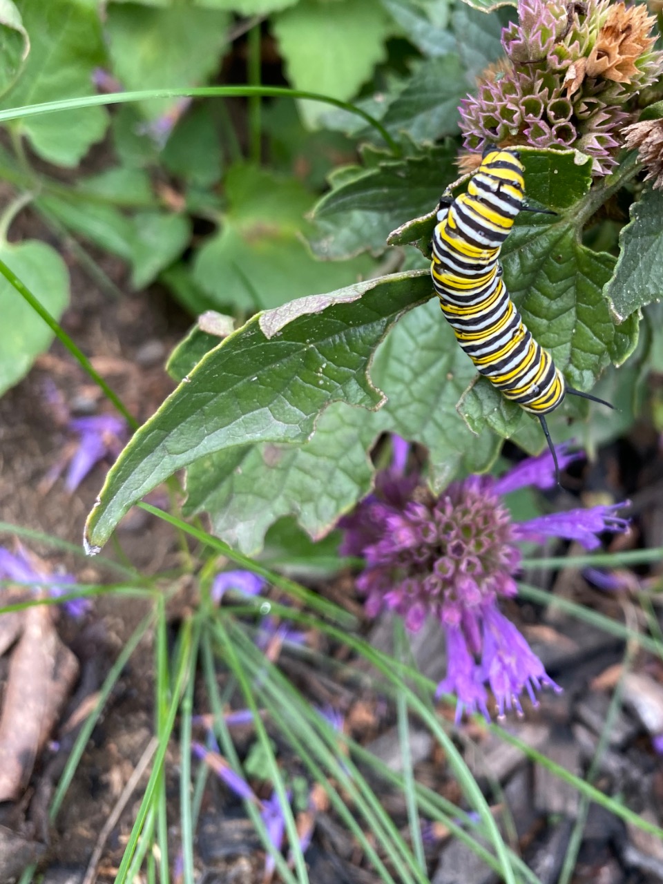 A monarch butterfly with a purple flower in frame