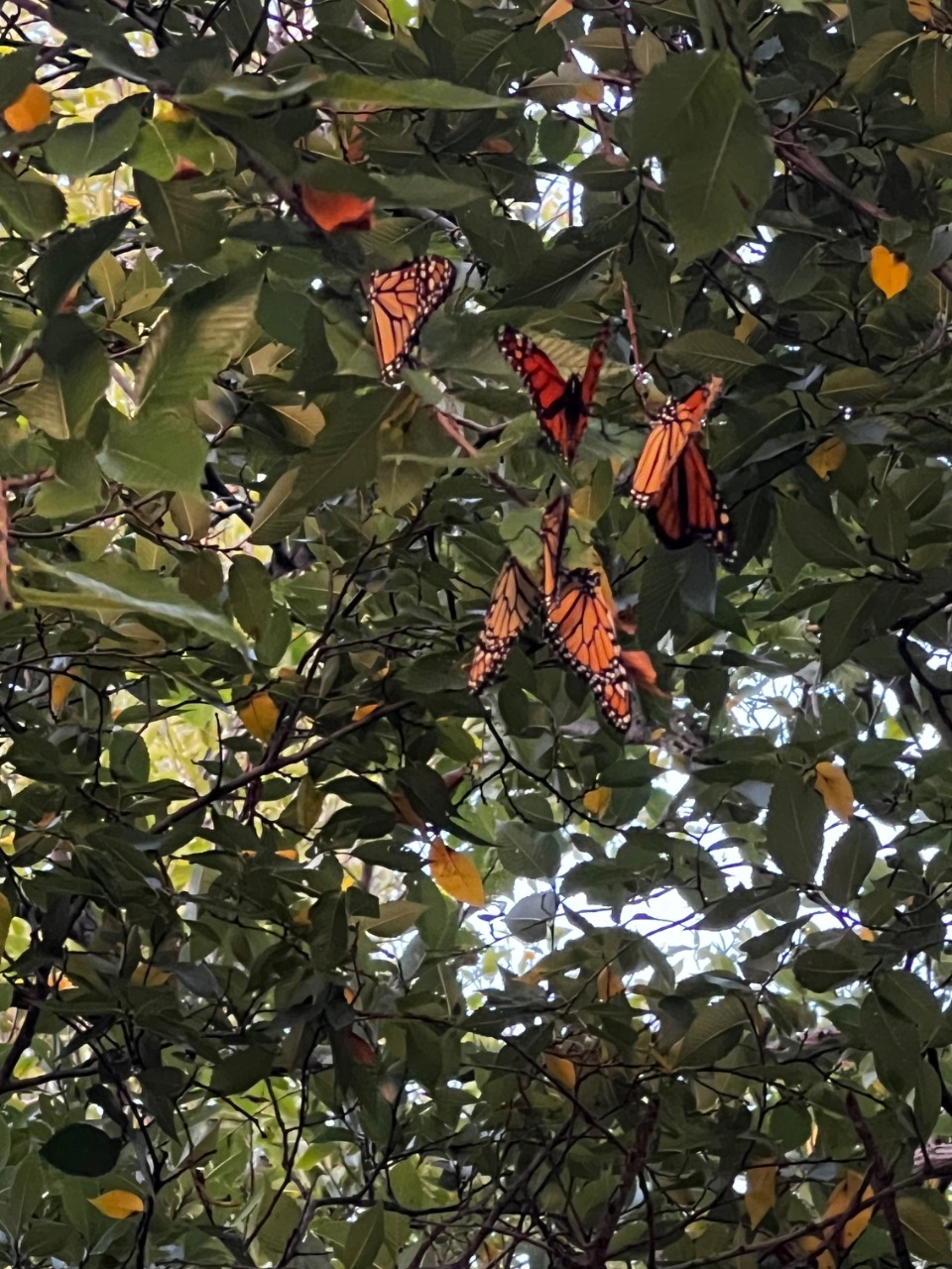 Monarch butterflies in a tree