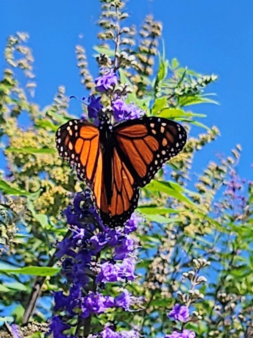 A monarch on a tall purple flowering plant