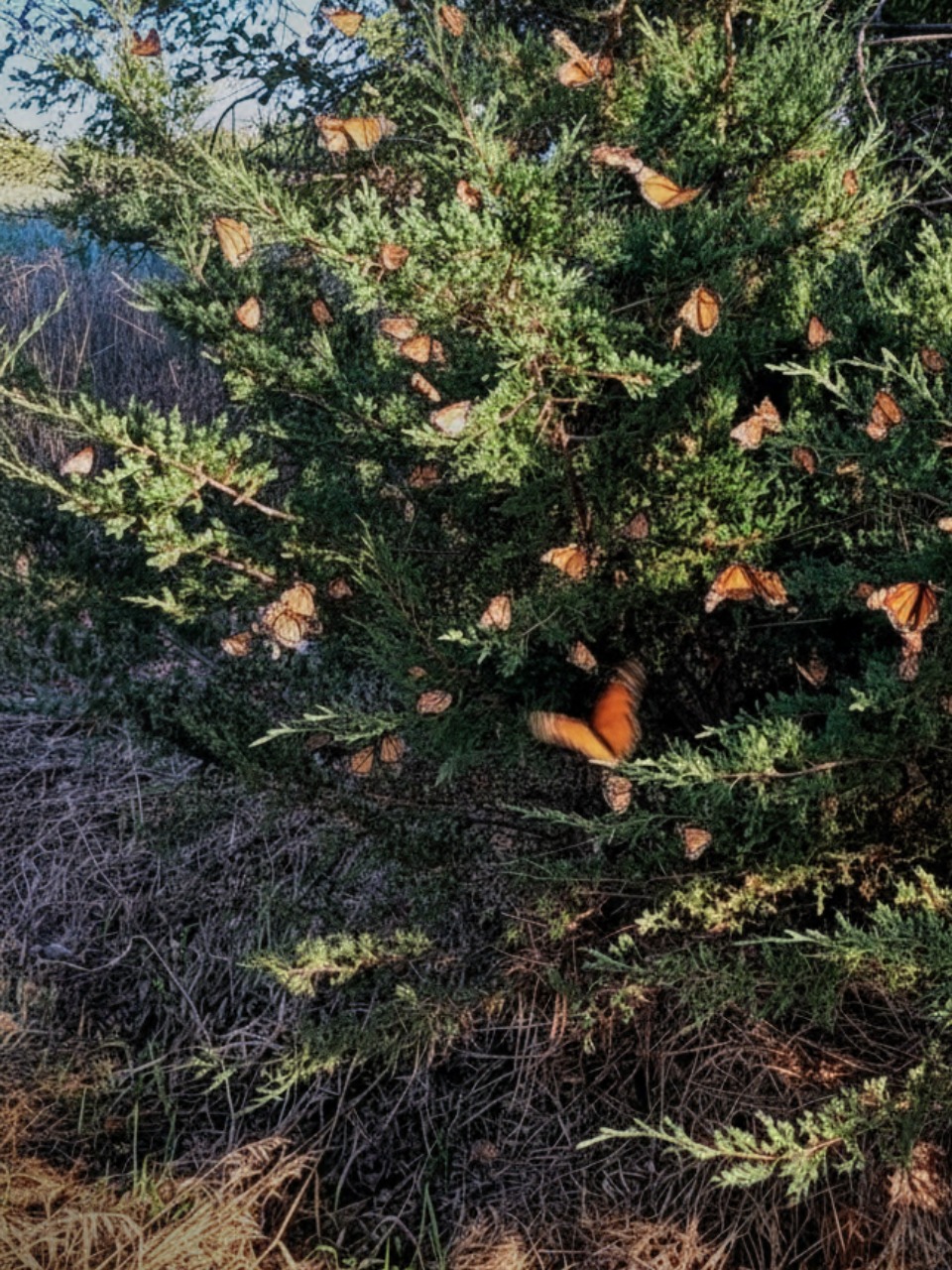 Monarch butterflies in front of an evergreen tree