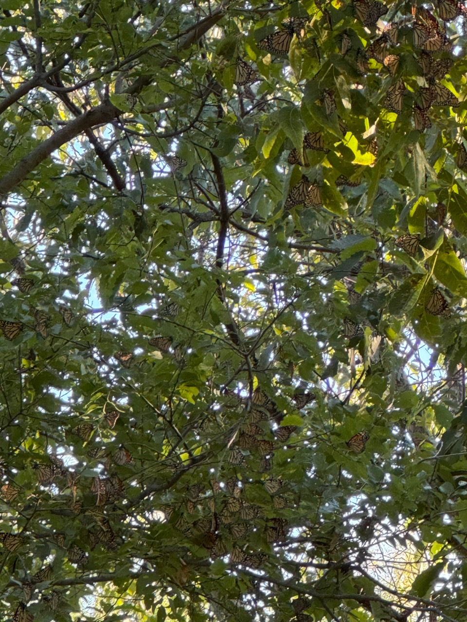 Monarchs in a tree photographed from below