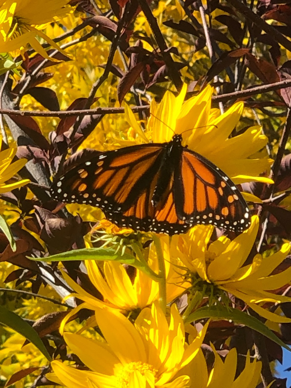A monarch butterfly on yellow Maximillian sunflowers