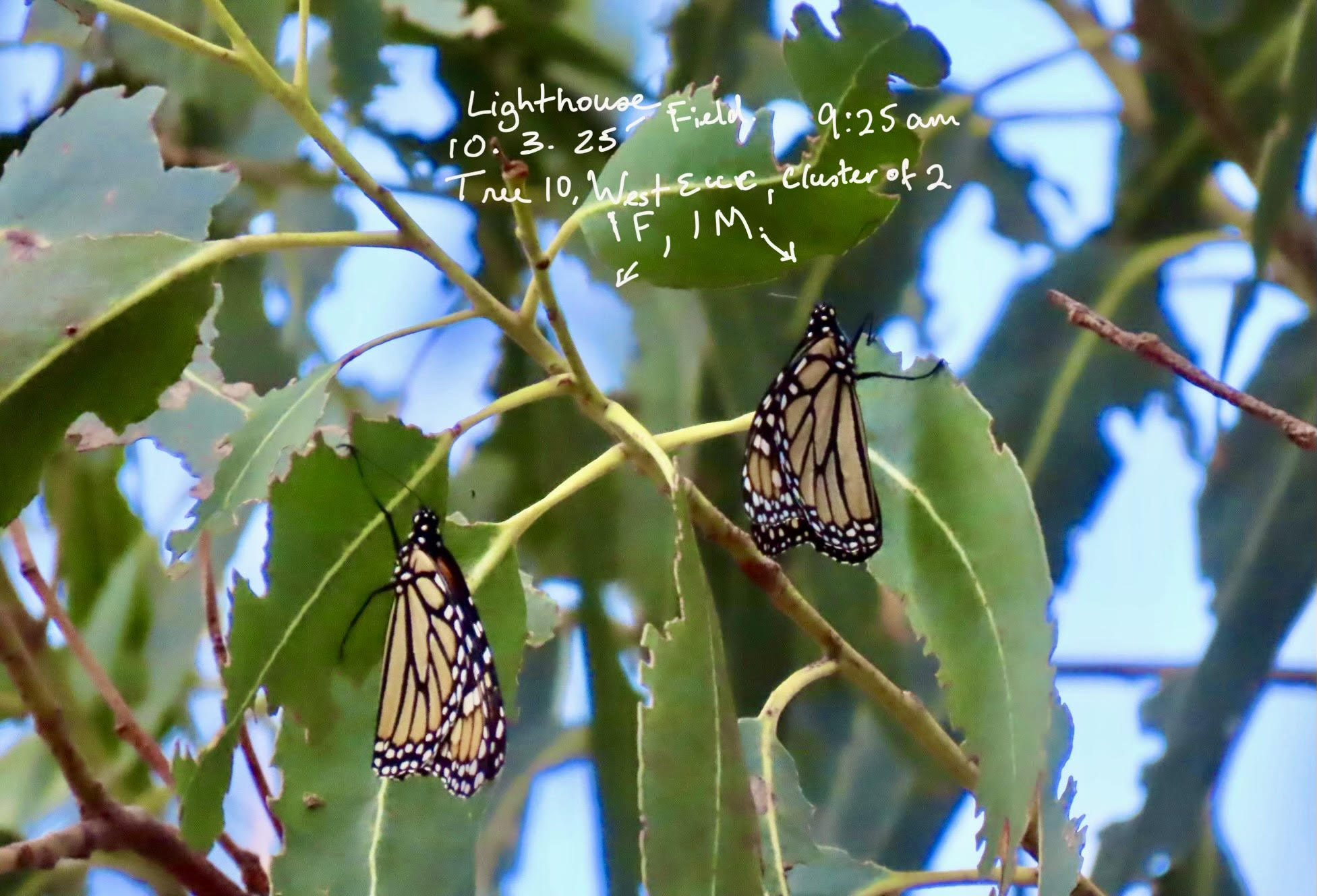 Two monarchs on leaves