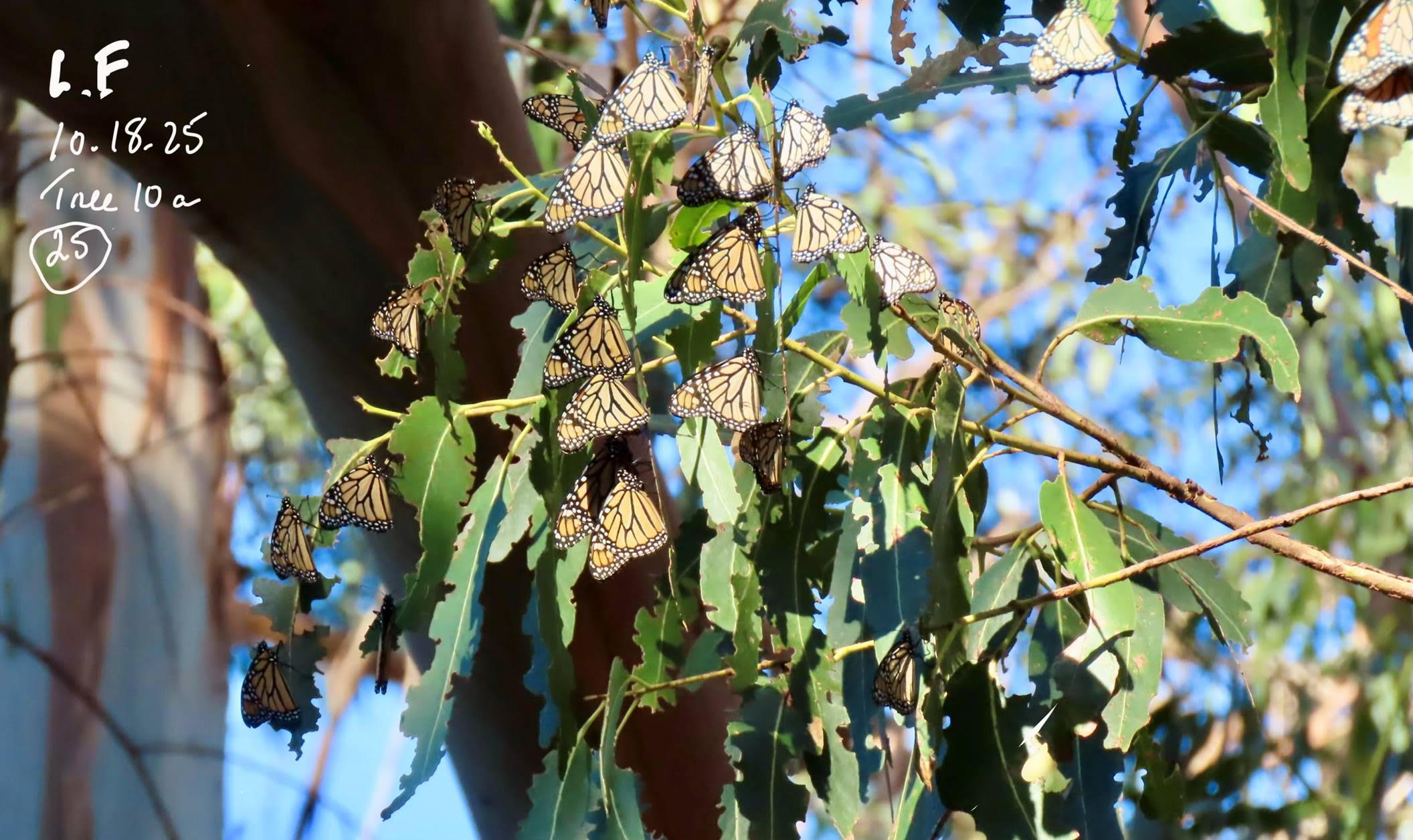 Monarchs in a tree. The text "L.F., 10.18.25, Tree 10a, 25" is written in the top left corner