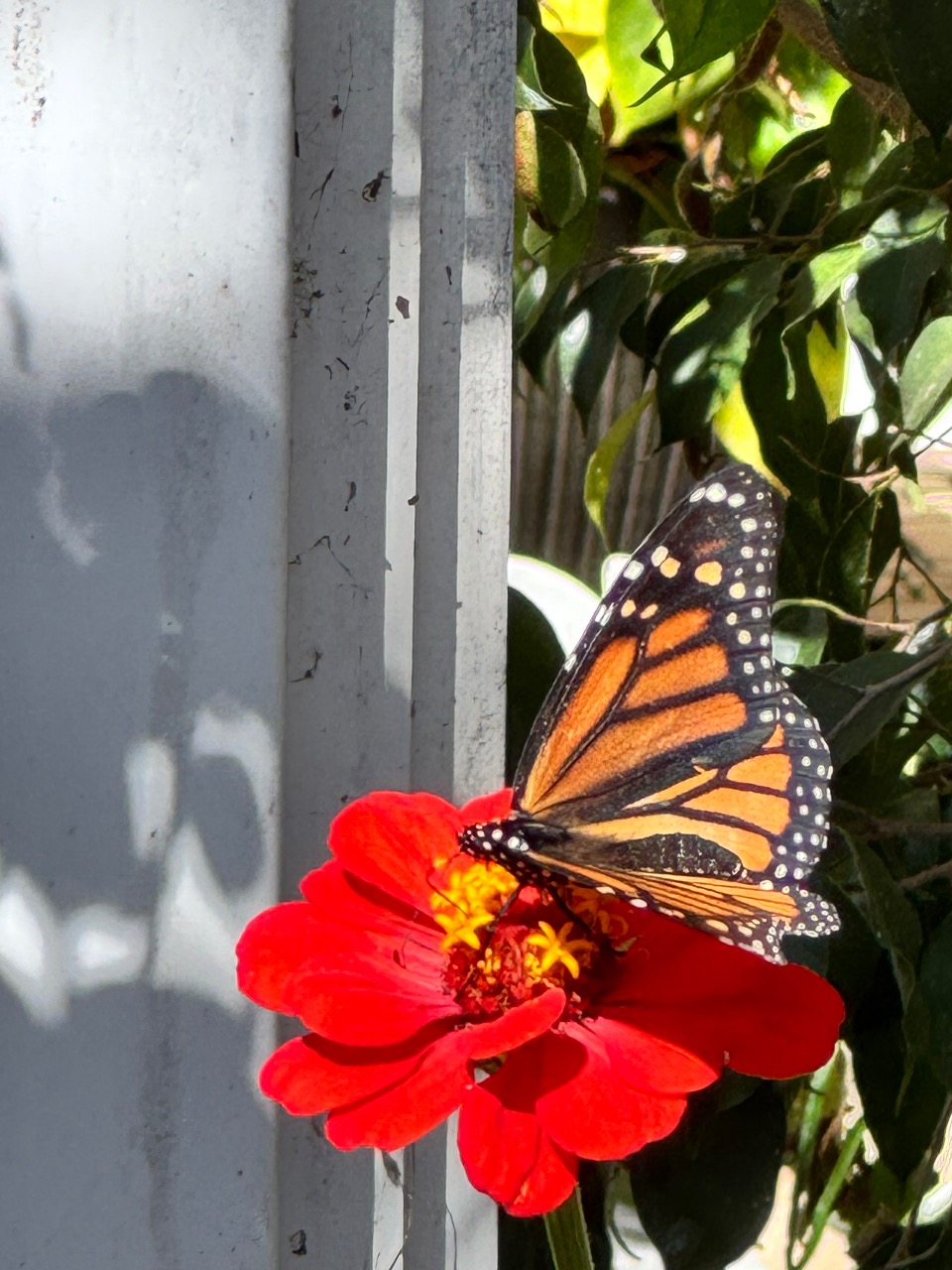 A monarch on a red flower
