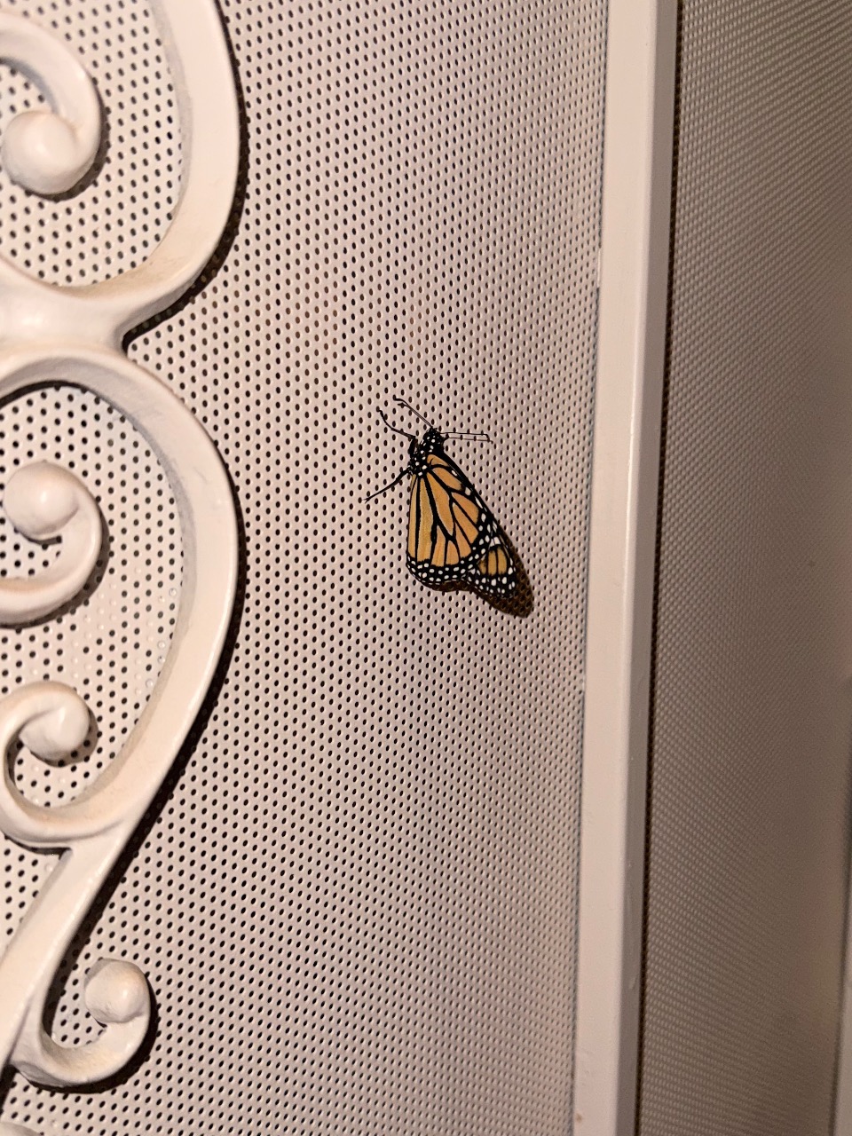 A monarch butterfly on a white door screen