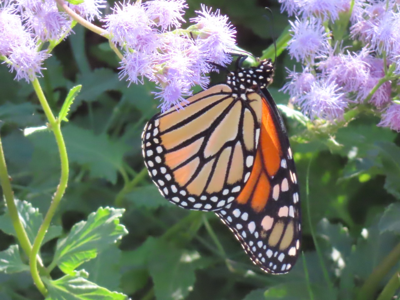 A monarch on light purple flowers