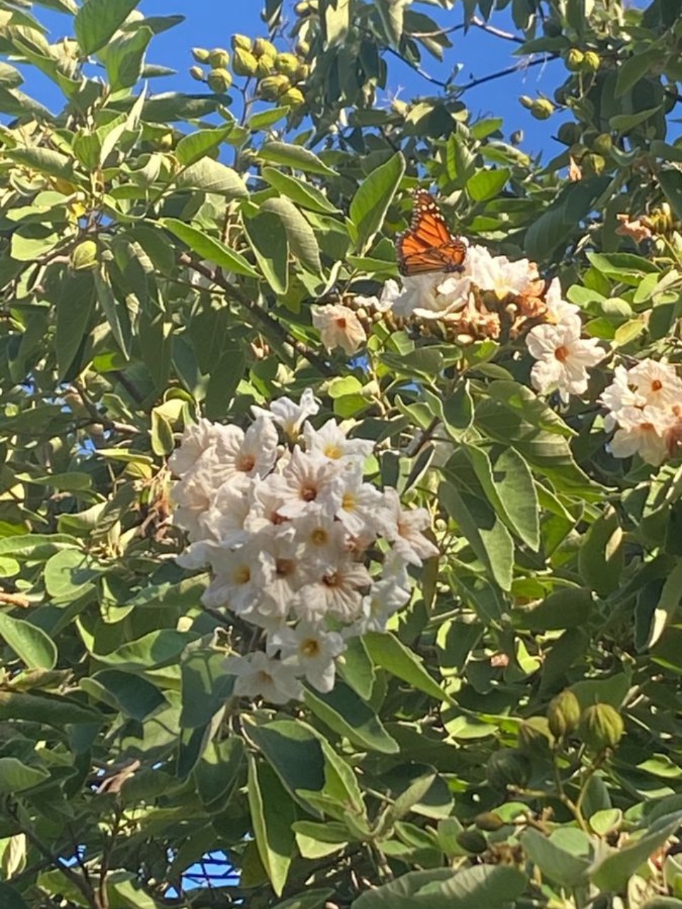 Monarch on a white flowering bush