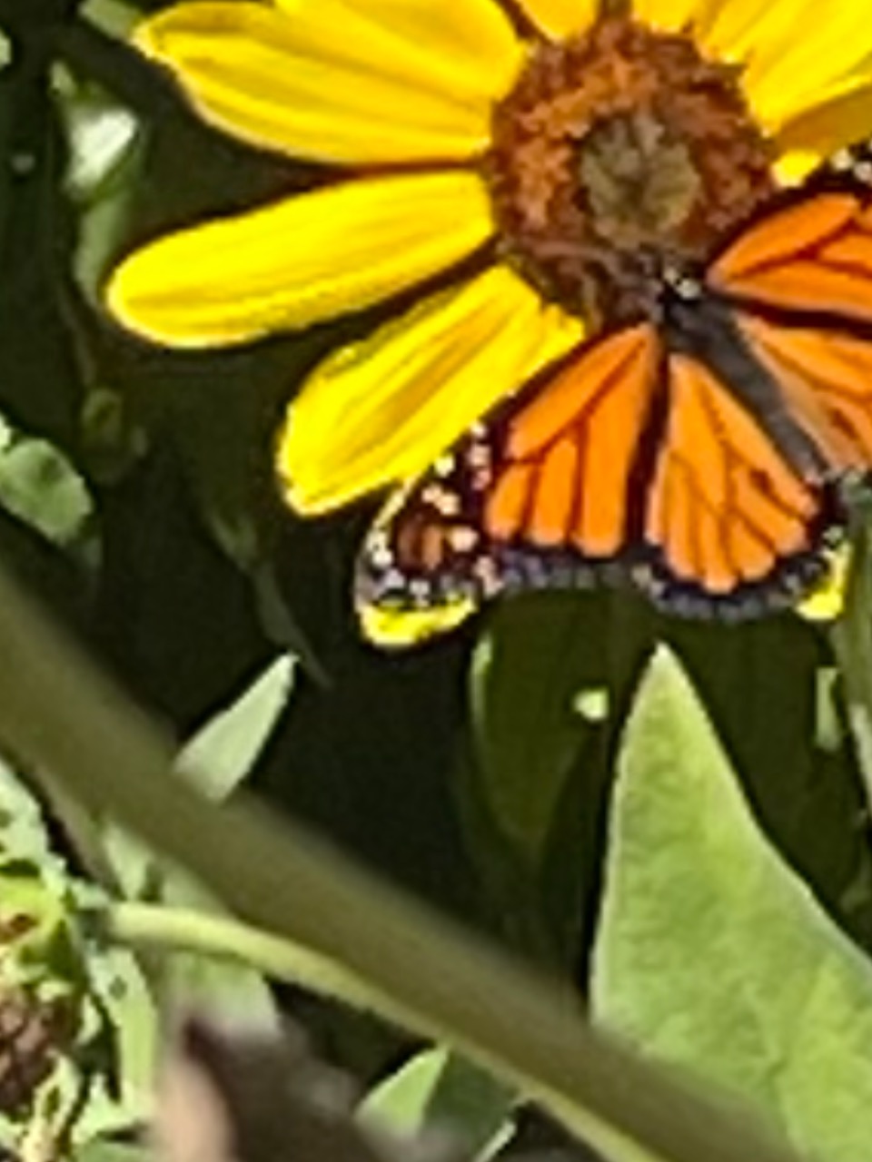 A monarch butterfly on a sunflower