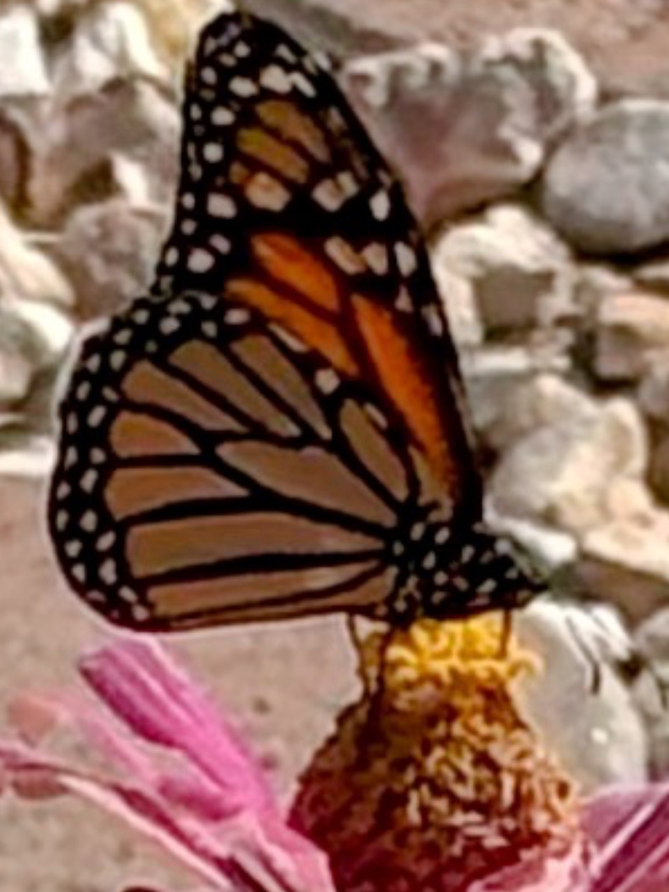 A monarch on a pink flower