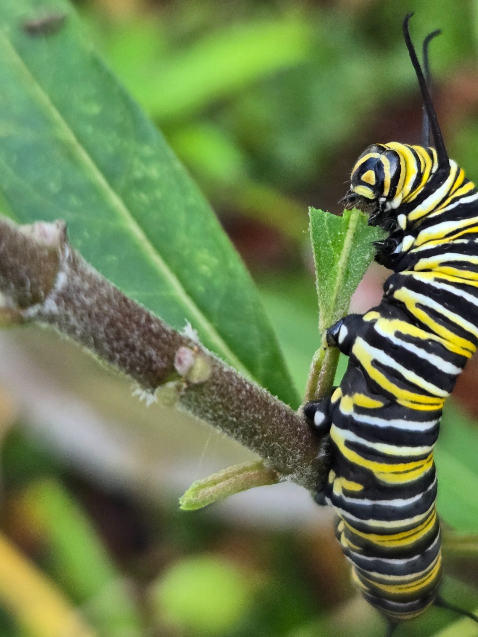 A monarch caterpillar eating a chewed leaf