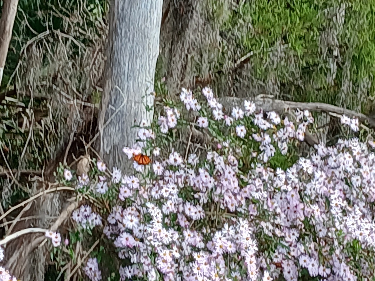 A monarch butterfly on asters, photographed from far away