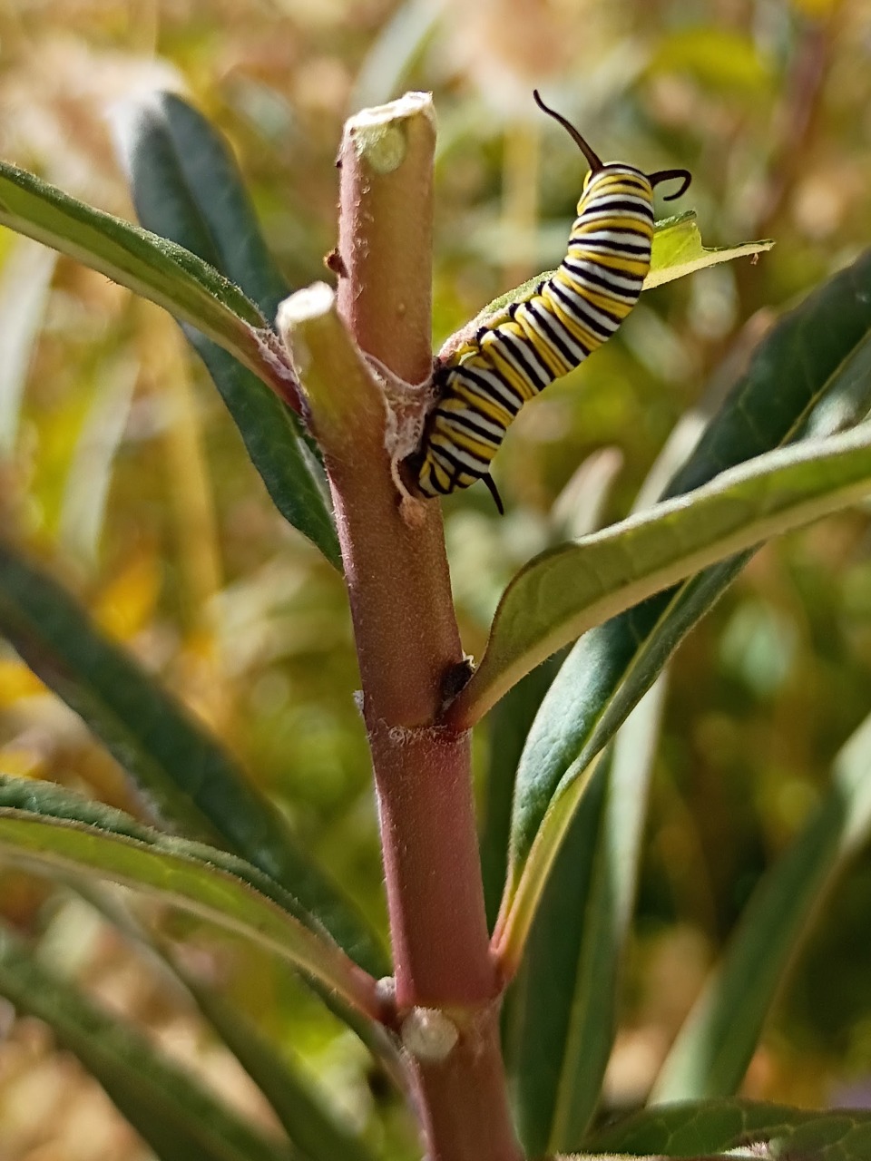 A monarch butterfly caterpillar on a stalk of milkweed