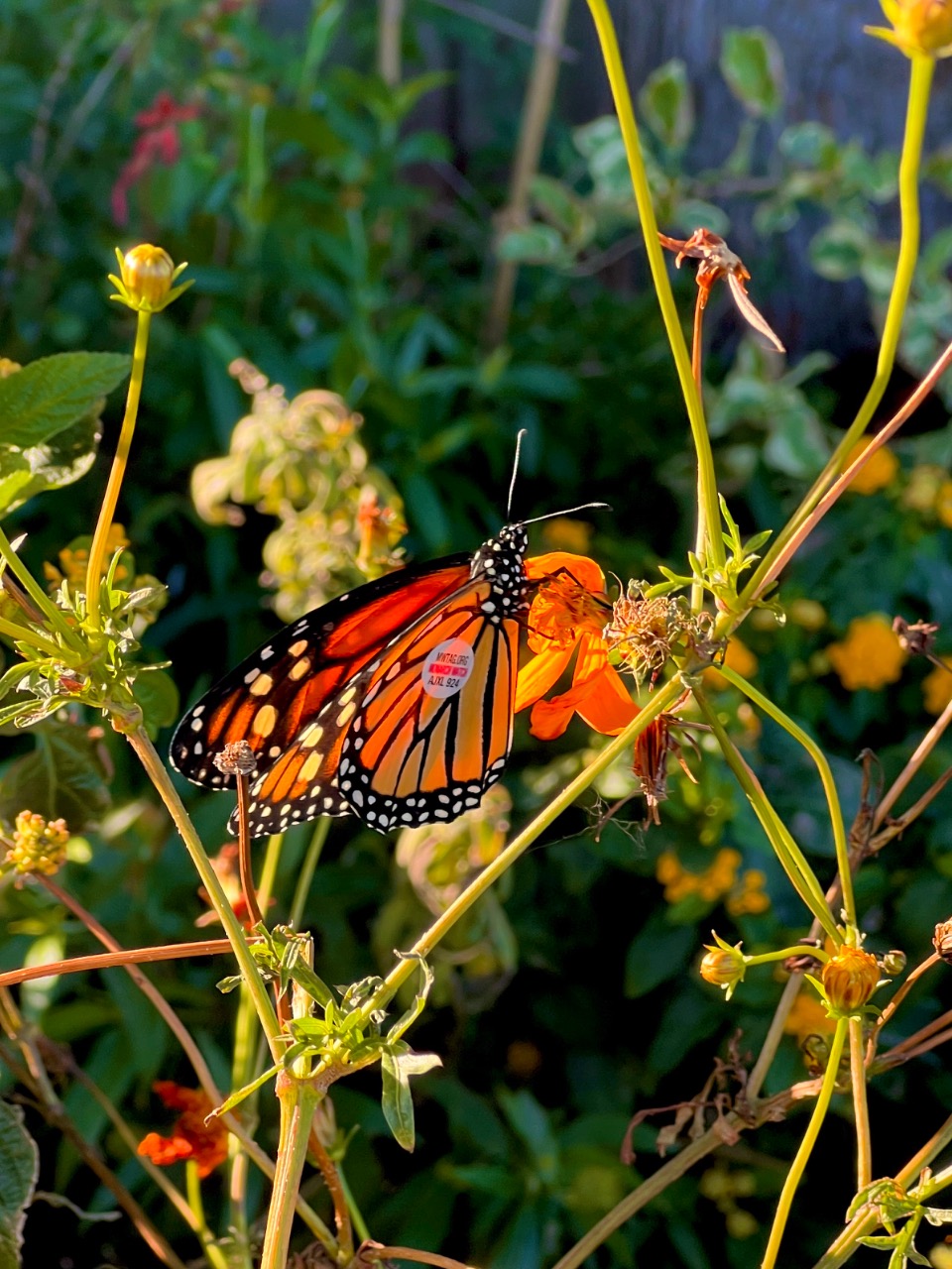 A monarch with a wing tag