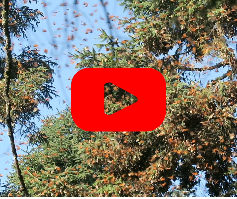 Butterflies in a tree with a red play button over it