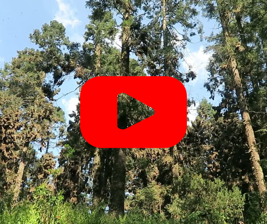 tall trees with a blue sky. A red play button on top of the image