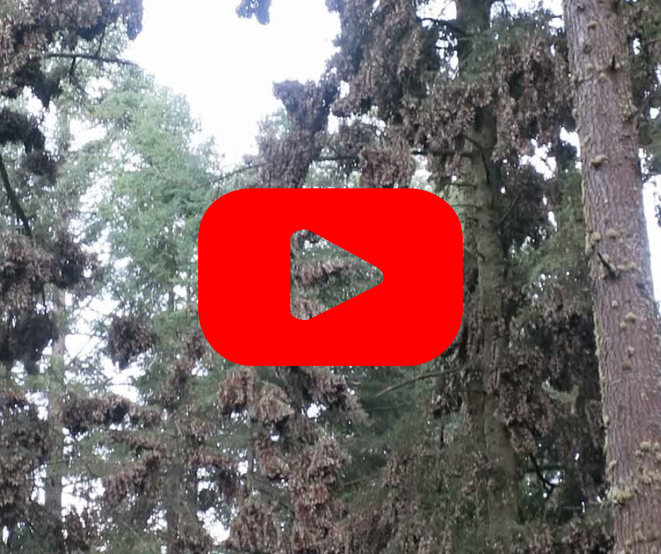 Monarch butterfly colonies in trees with red play button