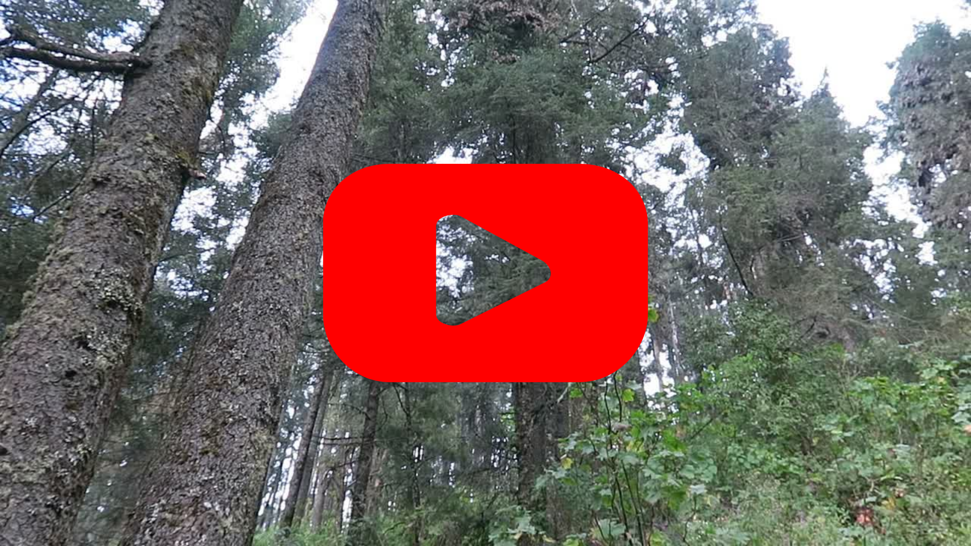 Trees in the oyamel fir forest with a red play button over top