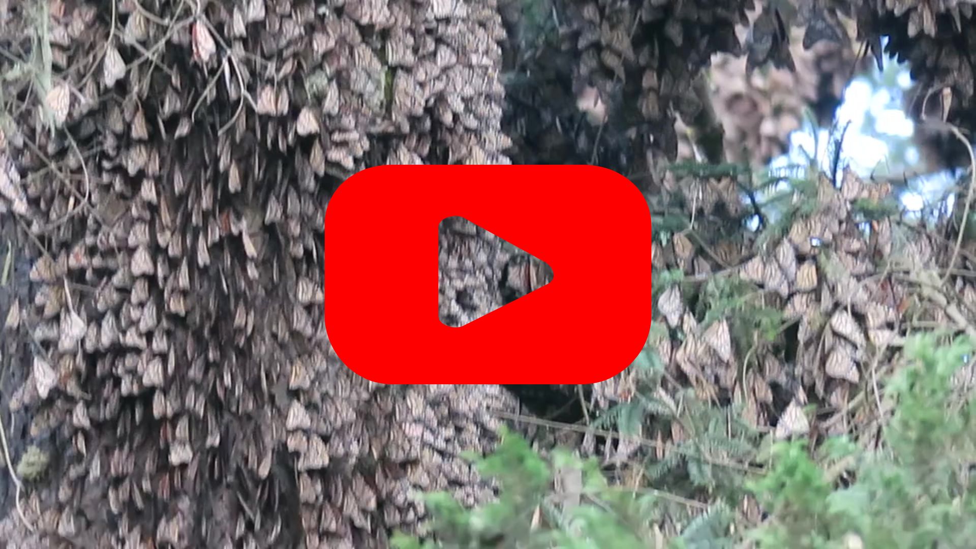 Monarch clusters with a red play button 