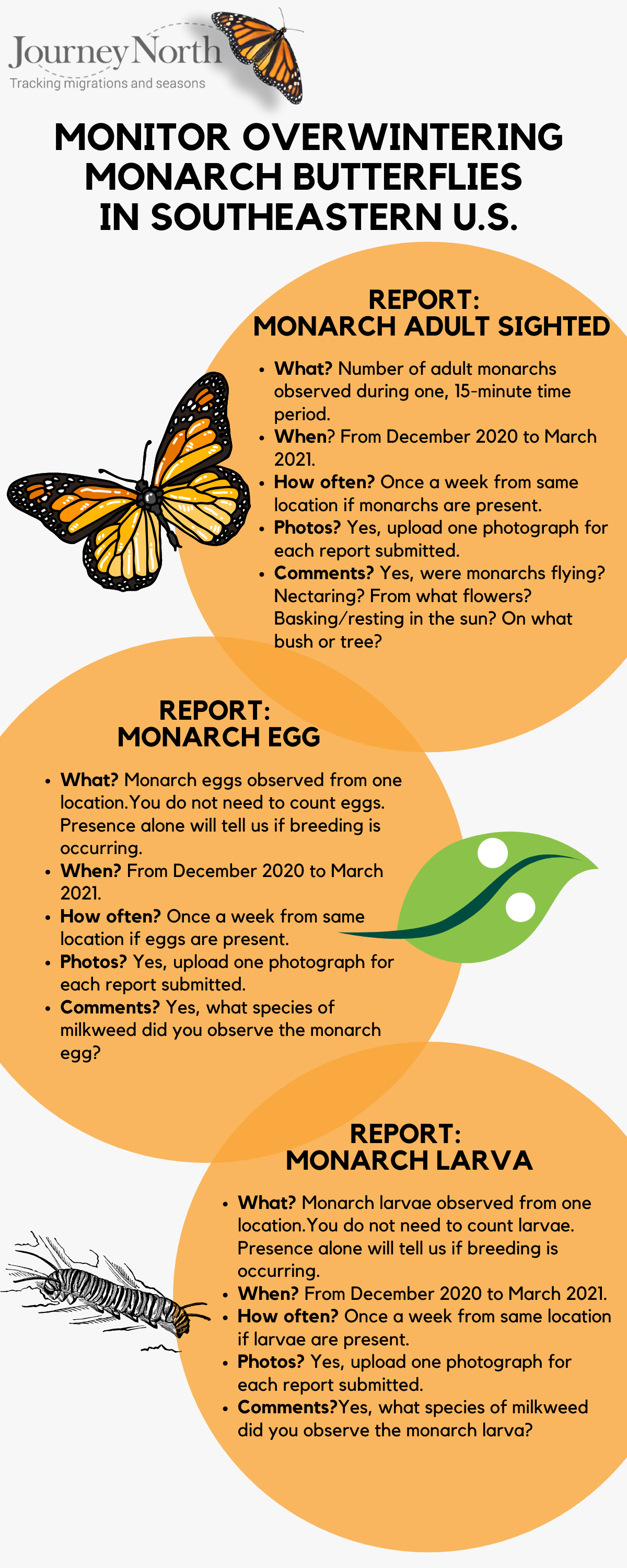 Monarch infograph
