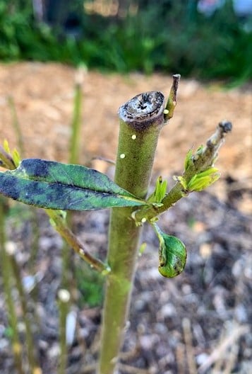 eggs on cut milkweed