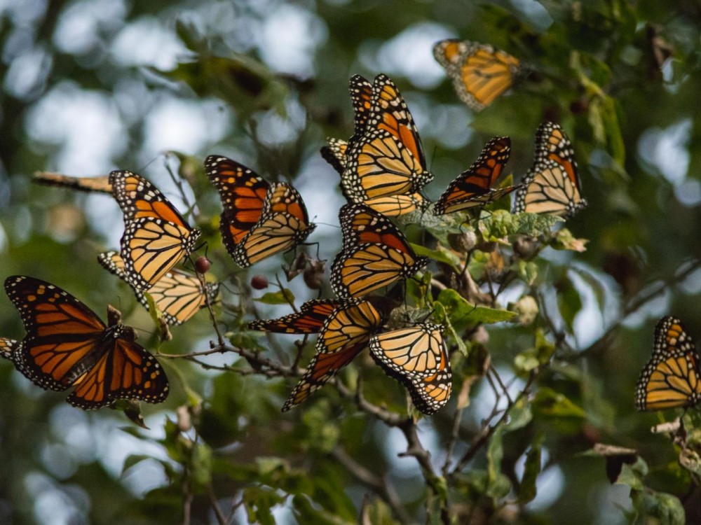 Photo of hundreds of monarch butterflies roosting in Olney, Texas on September 30, 2016