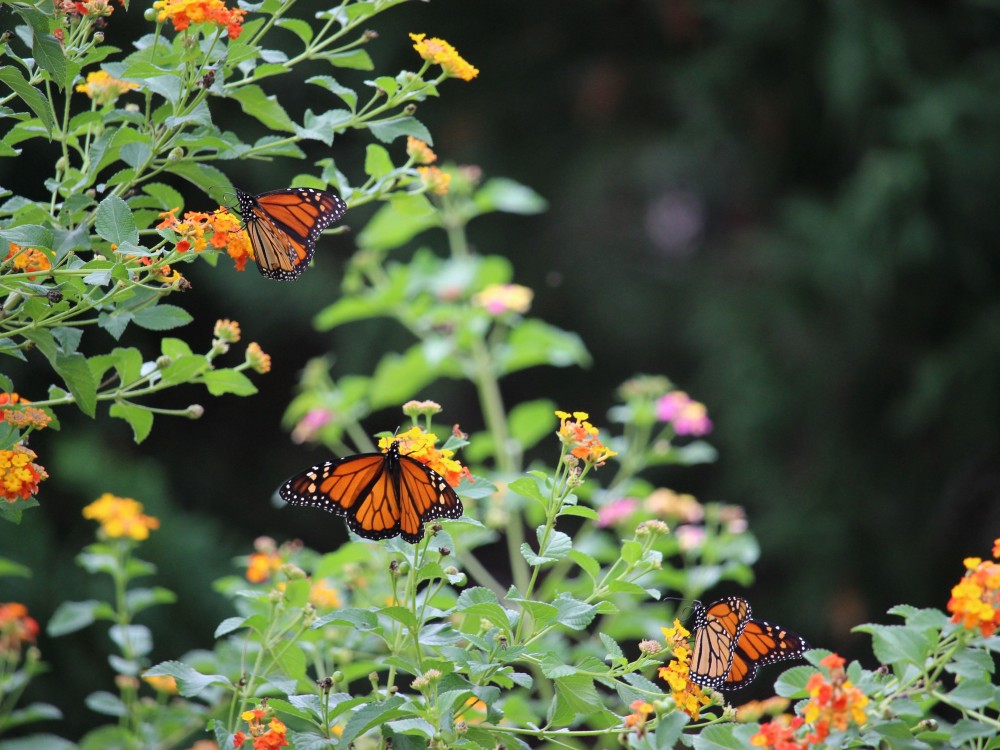 Photo of monarch butterflies on flowers