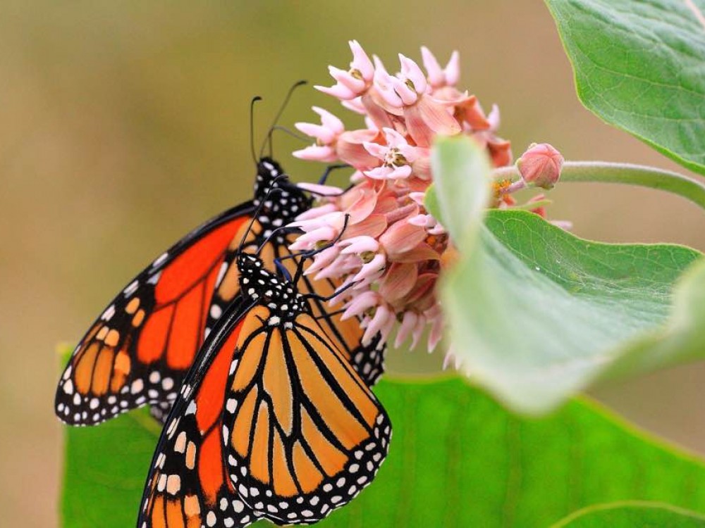 Monarch Butterflies nectaring from Milkweed