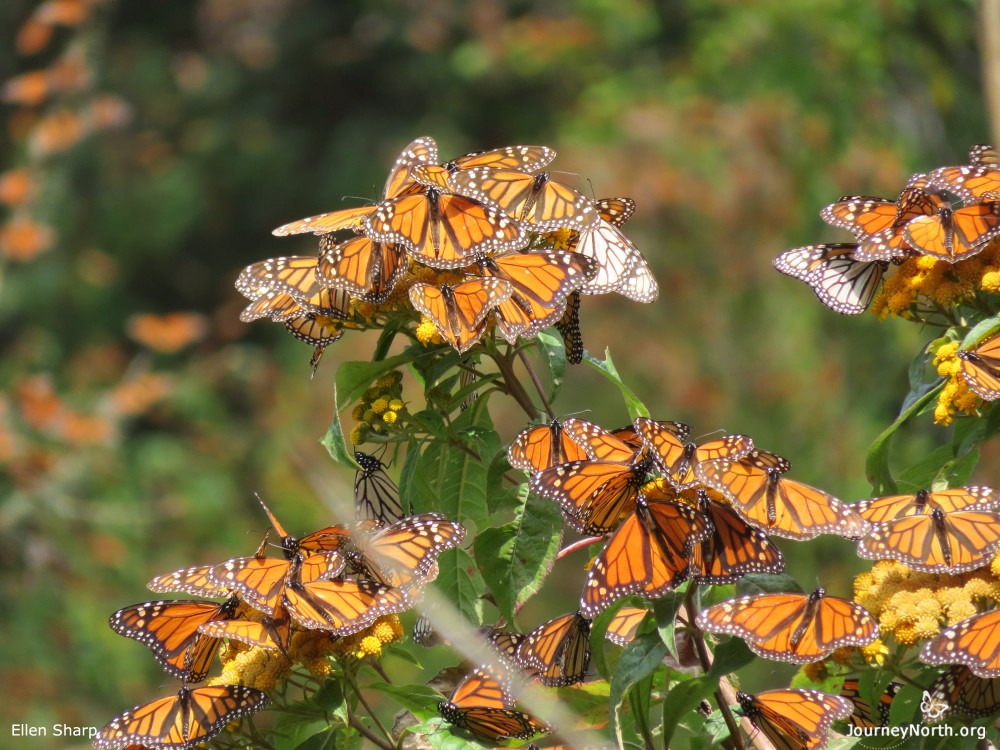 Monarch Butterflies Poise for Departure from Mexico